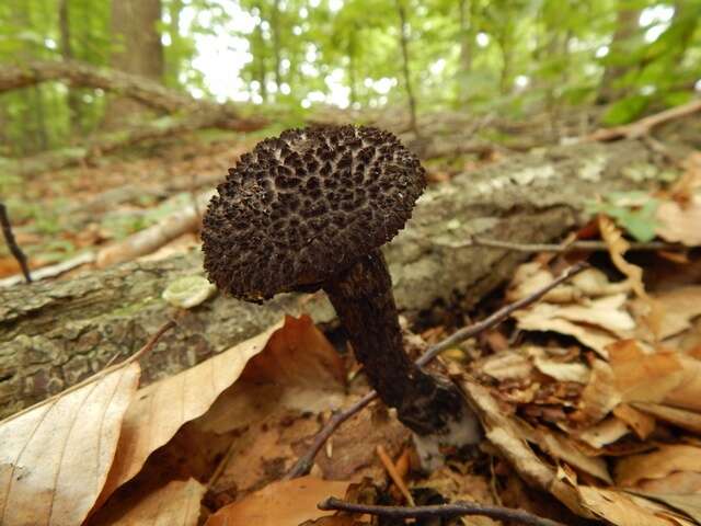 Image of Strobilomyces