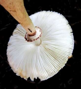 Plancia ëd Leucoagaricus