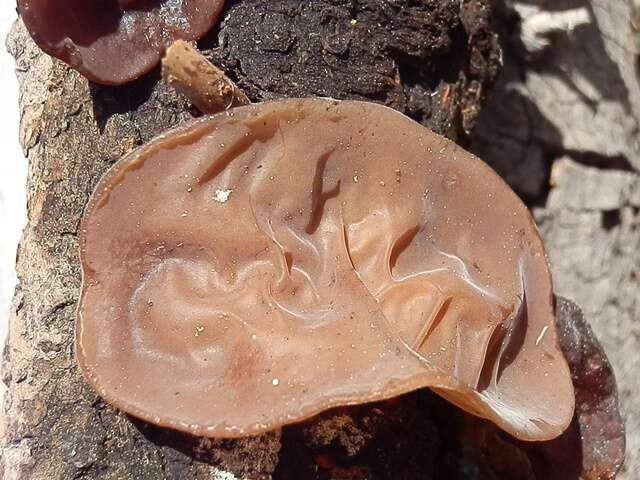 Image of Auricularia americana Parmasto & I. Parmasto ex Audet, Boulet & Sirard 2003