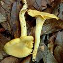 Image of Cantharellus septentrionalis A. H. Sm. 1968