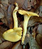 Image of Cantharellus septentrionalis A. H. Sm. 1968