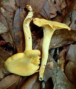 Слика од Cantharellus septentrionalis A. H. Sm. 1968