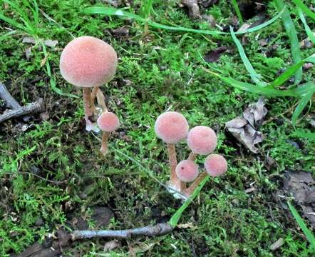 Image of Tubaria confragosa (Fr.) Harmaja 1978