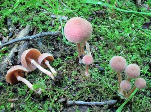 Image of Tubaria confragosa (Fr.) Harmaja 1978