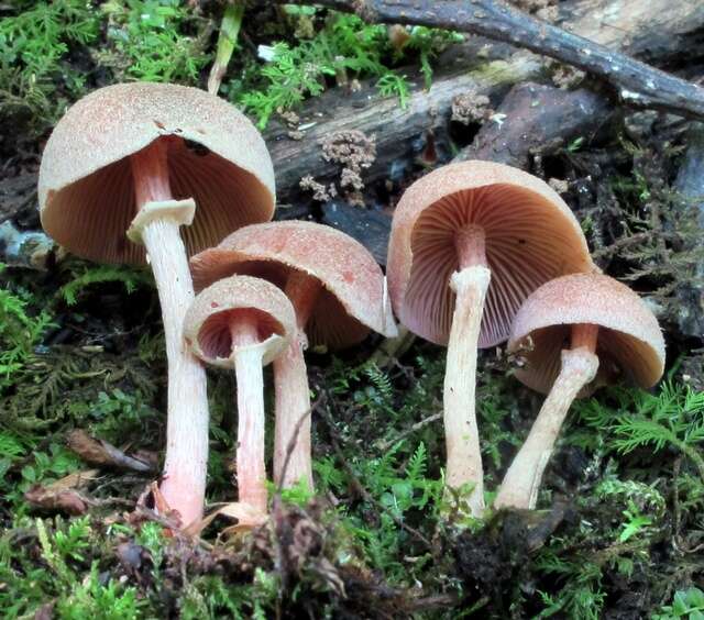 Image of Tubaria confragosa (Fr.) Harmaja 1978