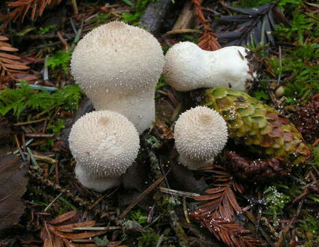 Imagem de Lycoperdon