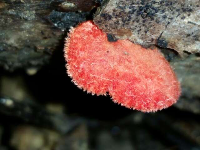 Image of Cinnabar oysterling