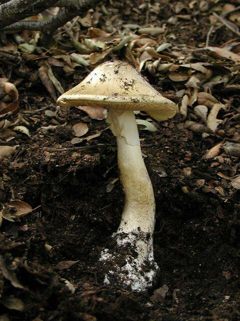 Image of Amanita