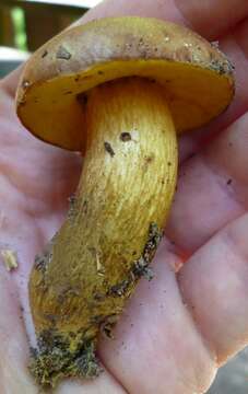 Image of Aureoboletus innixus (Frost) Halling, A. R. Bessette & Bessette 2015