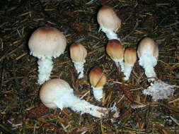 Image de Lepiota