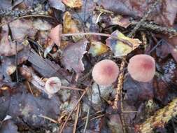 Image of Mycena sanguinolenta (Alb. & Schwein.) P. Kumm. 1871