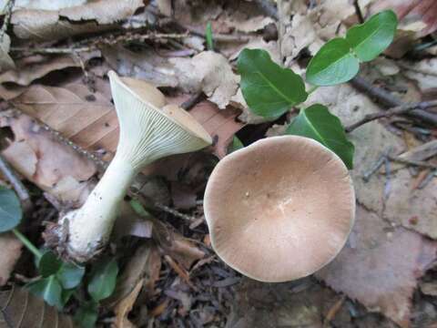 Image of Clitocybe