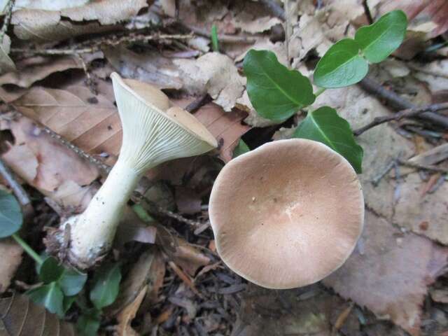 Слика од Clitocybe