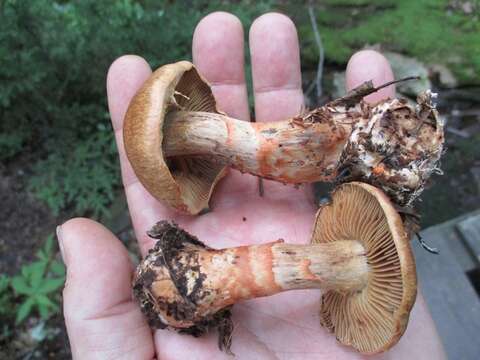 Image of Cortinarius armillatus (Fr.) Fr. 1838