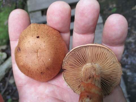 Image of Cortinarius armillatus (Fr.) Fr. 1838