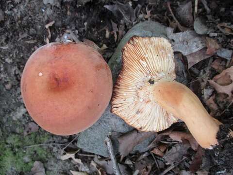 Image of Milk Cap Mushrooms