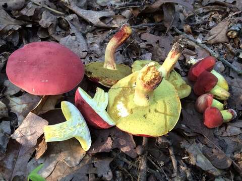 Image of Boletus roodyi B. Ortiz, D. P. Lewis & Both 2009