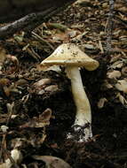 Image of Amanita