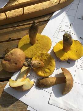 Image of Aureoboletus innixus (Frost) Halling, A. R. Bessette & Bessette 2015