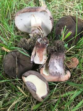 Image of Tylopilus