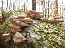 Image of Pleurotus