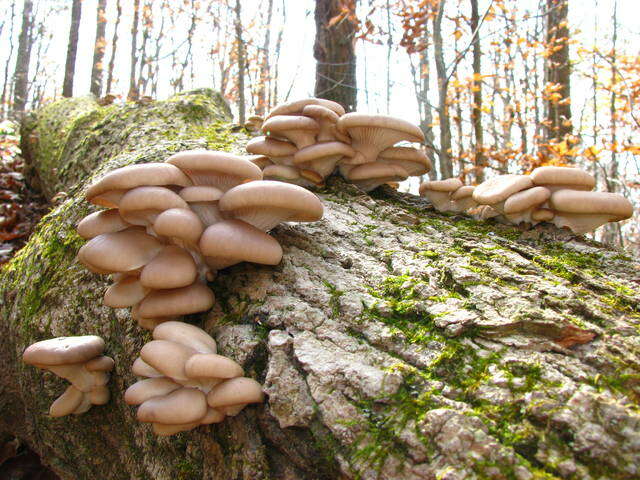 Image of Pleurotus