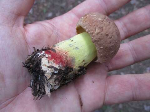 Image de Butyriboletus brunneus (Peck) D. Arora & J. L. Frank 2014