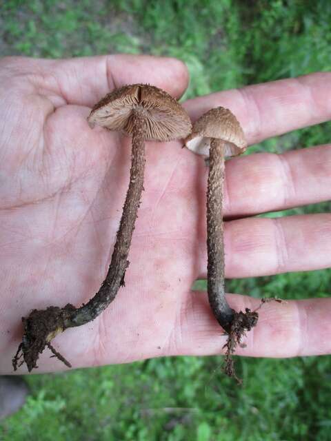 Image of Inocybe