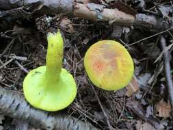 Image of Pulveroboletus