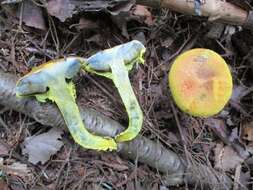 Image of Pulveroboletus