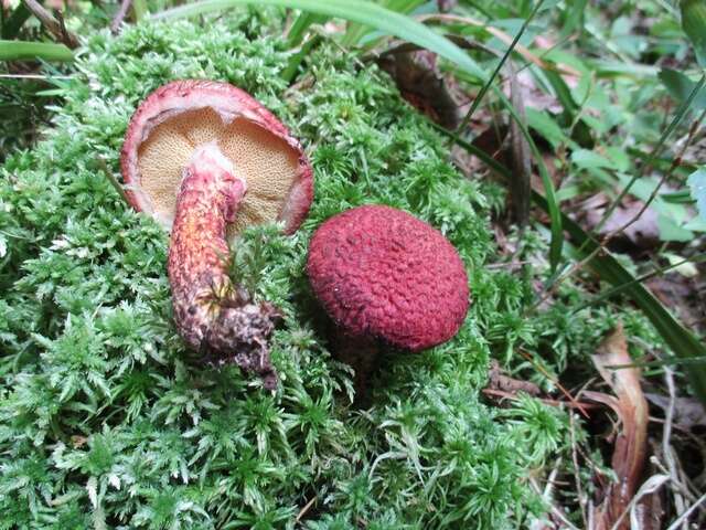 Image of Clinton’s boletus