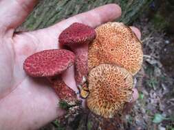 Image of Clinton’s boletus