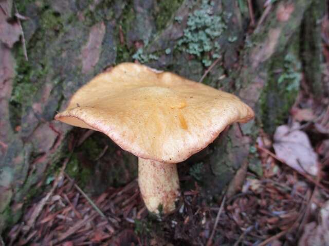 Image of Suillus subaureus (Peck) Snell 1944