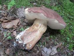 Image of Reddish brown bitter bolete