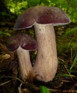 Image of Reddish brown bitter bolete