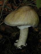 Image of Amanita