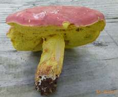 Image of Boletus roodyi B. Ortiz, D. P. Lewis & Both 2009