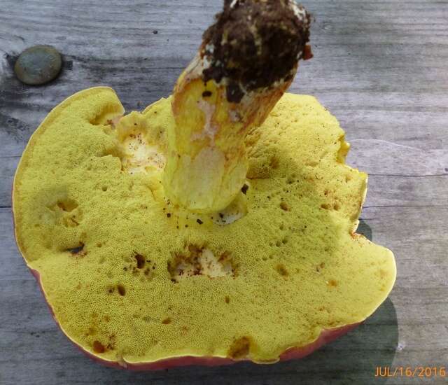 Image of Boletus roodyi B. Ortiz, D. P. Lewis & Both 2009