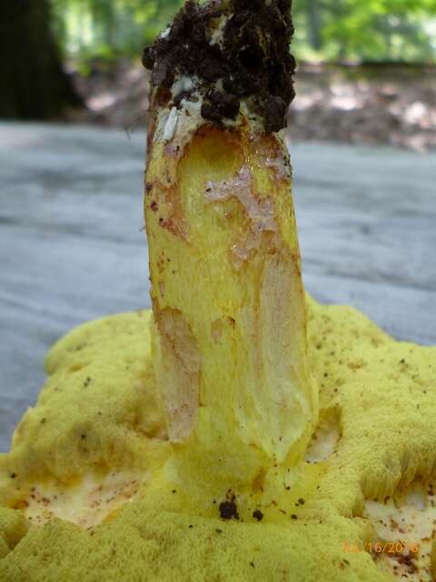 Image of Boletus roodyi B. Ortiz, D. P. Lewis & Both 2009