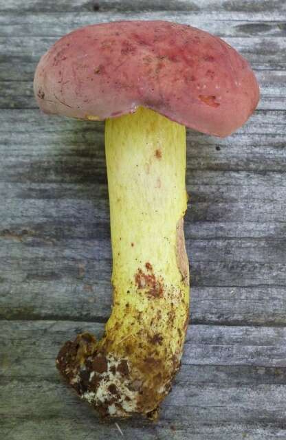 Image of Boletus roodyi B. Ortiz, D. P. Lewis & Both 2009