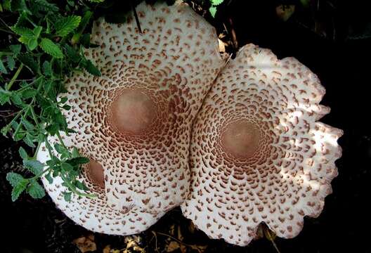 Plancia ëd Leucoagaricus