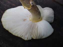 Image of <i>Amanita flavorubens</i>