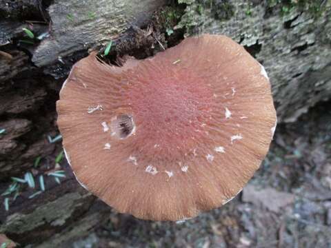 Imagem de Psathyrella delineata (Peck) A. H. Sm. 1941