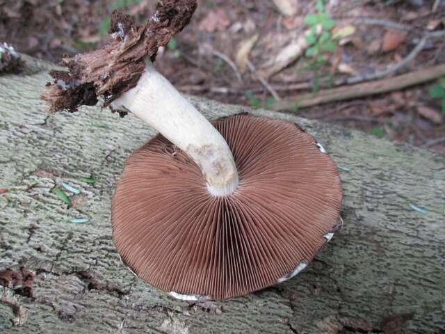 Image of Psathyrella delineata (Peck) A. H. Sm. 1941