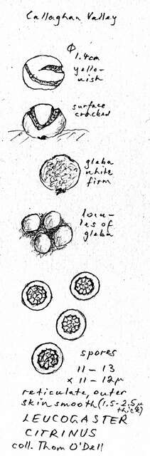 Image of Leucogaster citrinus (Harkn.) Zeller & C. W. Dodge 1924