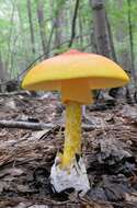 Image of American Caesar's Mushroom