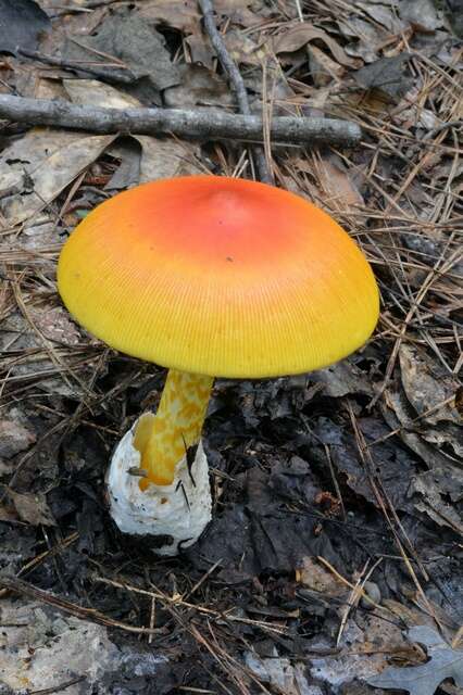 Image of American Caesar's Mushroom