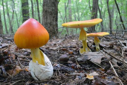 Image of American Caesar's Mushroom