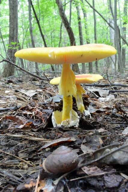 Image of American Caesar's Mushroom