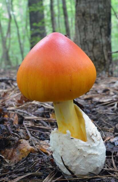 Image of American Caesar's Mushroom